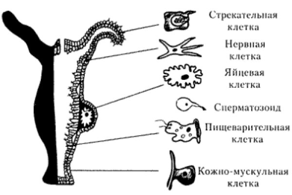Кракен плейс