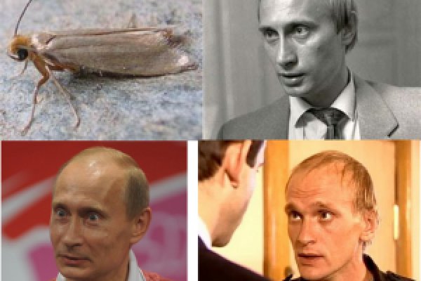 Сайт кракен рабочая ссылка
