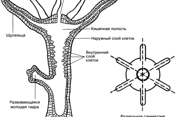 Кракен лучший маркетплейс