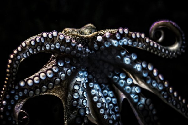 Кракен сайт kraken dark link
