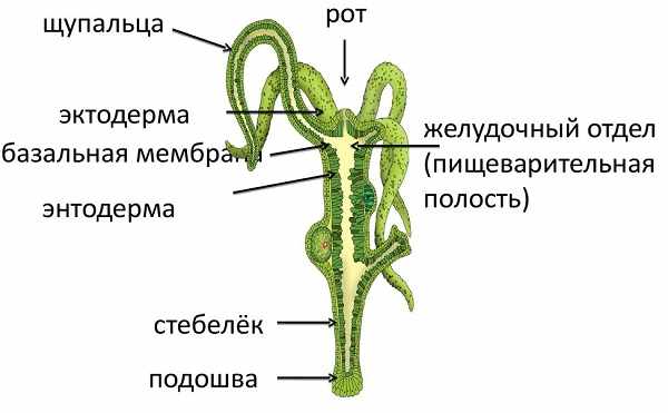 Kraken зеркало kraken link top