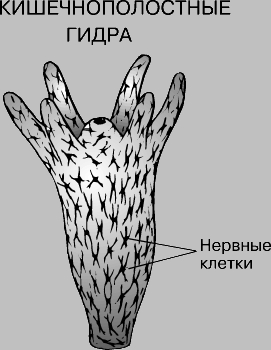 Кракен площадка ссылка