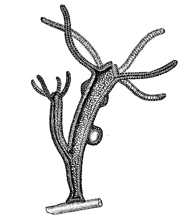 Kra33.at